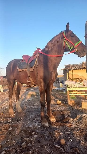 Ветеринар кызматы: Сатам | Жылкы (эркек) | Жумушка | Асыл тукумдуу — 2