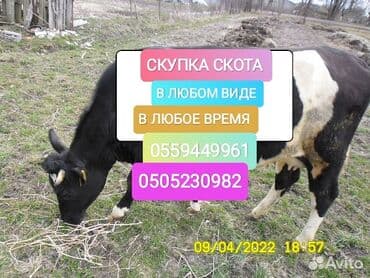 Куплю | Коровы, быки, Лошади, кони | Круглосуточно, Забитый, На забой, на мясо at lalafo.kg Куплю | Коровы, быки, Лошади, кони | Круглосуточно, Забитый, На забой, на мясо