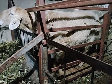 Баран, овца: Продаю | Овца (самка) | Для разведения — 3