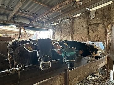 бычки продаются: Продаю | Бык (самец) | На откорм — 1