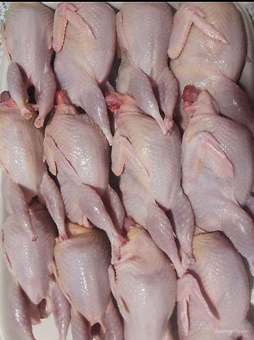 технолог мясо: Перепела и перепелиная продукция в городе Манас - Перепелиные тушки — 3