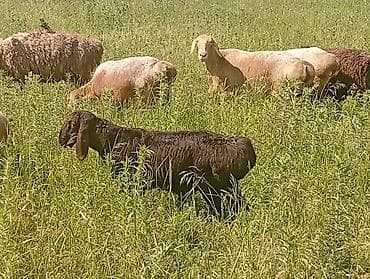 бир: Сатам | Ургаачы кой (ургаачы), Кочкор (эркек), Козу | Арашан | Көбөйтүү үчүн — 2
