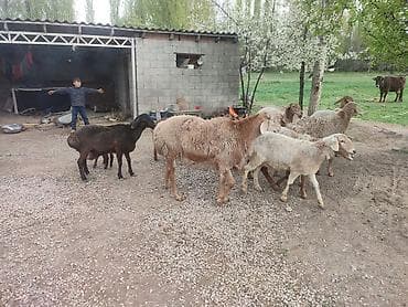 Продаю | Овца (самка) | Полукровка | Для разведения | Матка