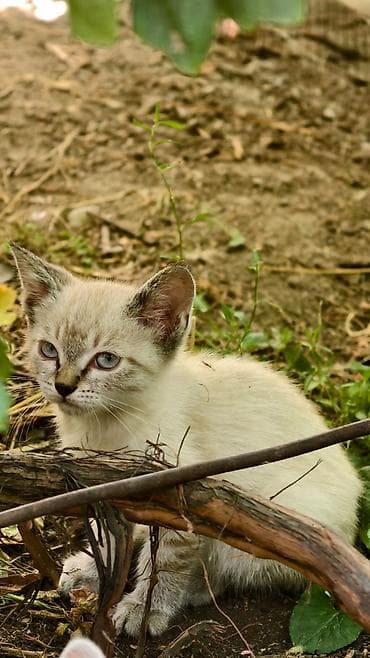 Кошки: Продаем за символическую плату котят.Возраст 2 месяца — 1