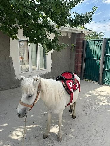 лошаде: Продаю | Жеребец — 6