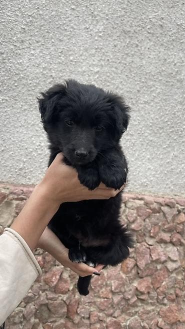 Услуги ветеринара: Щенки метисы, черные пушистые, с белыми отметинами на груди и лапках — 8