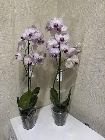 замиокулькас цена: Орхидеи сортовые в наличии.Биг липы,каменная роза,ароматная орхидея — 7