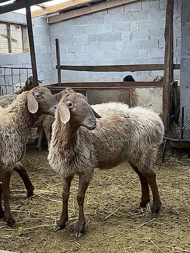 простые куры: Продаю | Овца (самка) | Полукровка, Арашан | Для разведения | Матка — 1