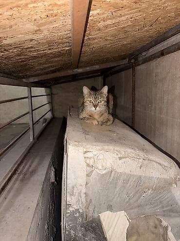 кошки милые: Кошка даром: Беспородная, 1 год, Девочка — 2