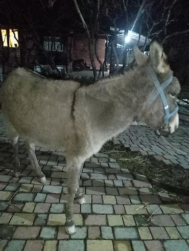 Аквариумы: Осёл (домашний) - Порода: стандартный домашний осёл - Масть: серая — 4