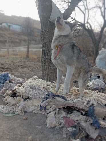 русский охотничий спаниель купить: Хаски, 6 месяцев, Самец — 3