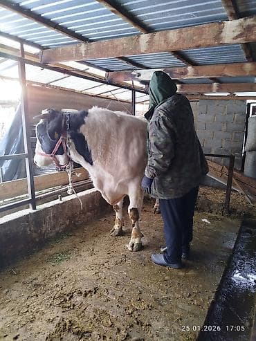 Услуги ветеринара: Продаю | Бык (самец) | Голштин | Для разведения — 3