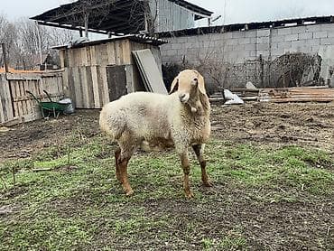 собака щпиц: Продаю | Баран (самец) | Арашан | Для разведения — 2