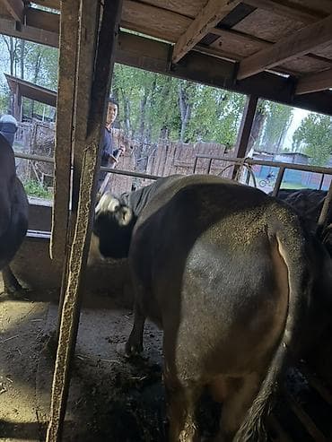 кормы для рыбы: Продаю | Бык (самец) | На откорм | Привязанные — 1