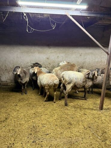 клетка для крыс: Продаю | Овца (самка) | Для разведения | Матка — 2