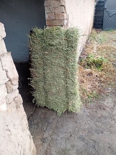 Грызуны: Сено в тюках. Описание: - Прямоугольные тюки плотной прессовки - — 3