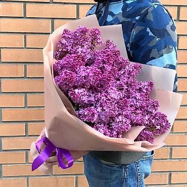 талгарка груша: СРОЧНА КУПИМ СИРЕНИ И БУКЕТ СИРЕНОВ, "ЗВОНИТЕ "" — 4