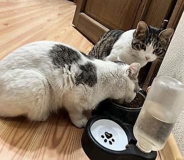 лапа: БЕСПЛАТНО 2 кошечки в хорошие руки. В связи с переездом в другую — 7