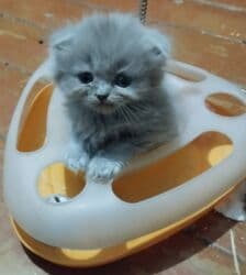 продажа вислоухих шотландских котят: ! КОТЯТА! В ПРОДАЖЕ ШОТЛАНДСКИЕ КОТЯТА, СКОТТИШ ФОЛД И СКОТТИШ — 2