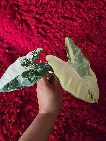 фикус цветы: Ароидное комнатное растение Alocasia (вариететная форма) — 9