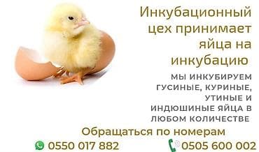 инкубаторские яйца: Продаю | Инкубационные яйца — 1