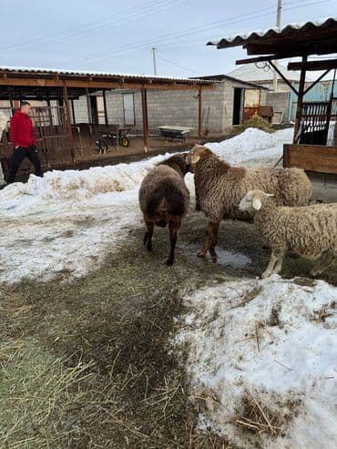 каракол животное: Сатам | Кочкор (эркек) | Аргын | Союуга — 3