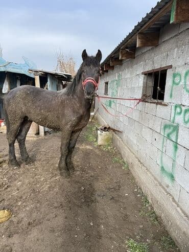Продаю | Жеребец | Рабочий