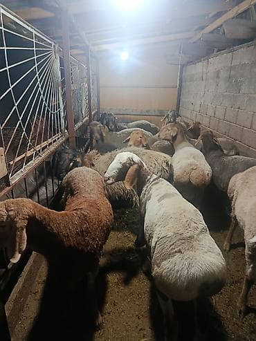 маленький баран: Продаю | Баран (самец) | На забой | Котные — 4