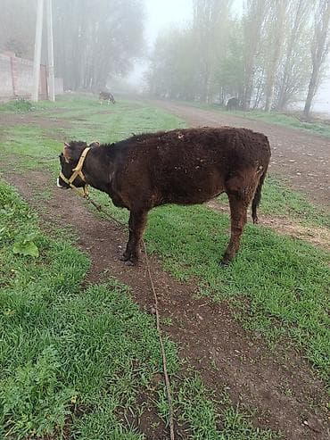 котик белый: Продаю | Тёлка | Полукровка | Для разведения | Привязанные — 1