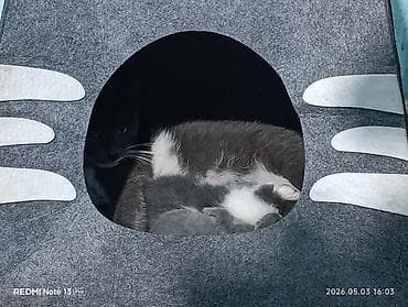 Кошки: Кошка даром: Беспородная, 1 месяц, Девочка, Приучена к лотку — 6