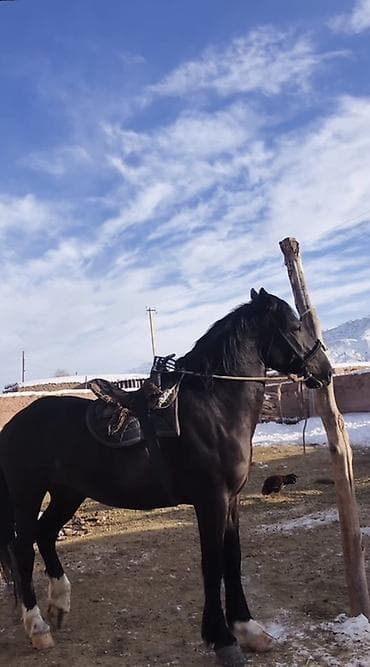 каракол кой: Продаю | Конь (самец) | Рабочий, Конный спорт — 2