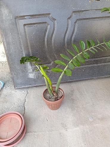 долларовое: Замиокулькас (Zamioculcas zamiifolia) в пластиковом горшке. Описание — 3