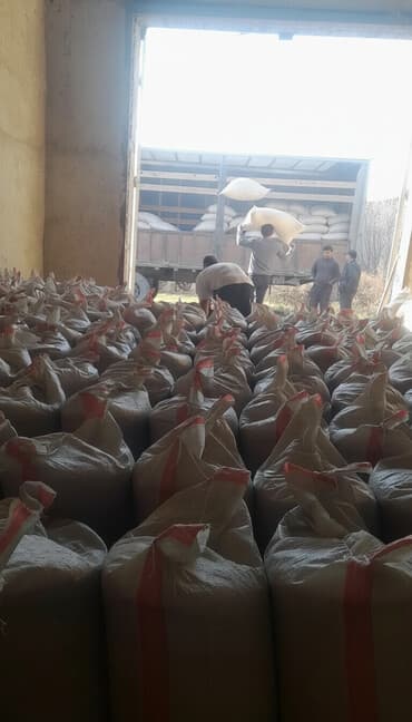 купить чихуахуа девочку: Кукуруза Жугору Мака Оптом . Тууру Коп. Разные Сорта Есть. ЧАЛГЫЛЫ — 2