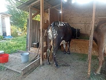 ат сатлат: Продаю | Корова (самка) | Для молока | Привязанные — 5