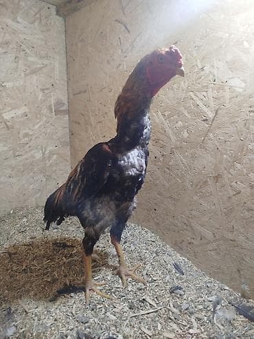 продаю курицу: Продаю | Куры — 4