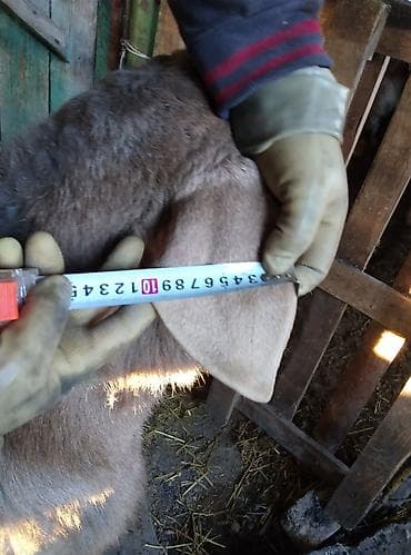 породистые: Продаю | Овца (самка) | Для разведения — 7