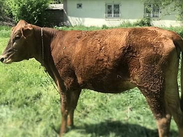 дойные корова: Продаю | Корова (самка) | Для молока | Привязанные — 2