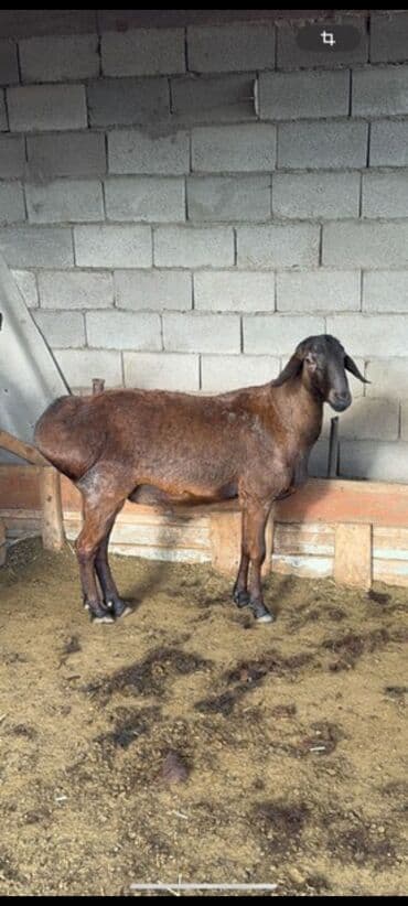 продаю кочкор: Сатам | Кочкор (эркек) — 2