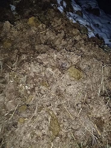 НАВОЗ СВЕЖИЙ И ПРОШЛО ГОДНИЙ бесплатно at lalafo.kg НАВОЗ СВЕЖИЙ И ПРОШЛО ГОДНИЙ бесплатно