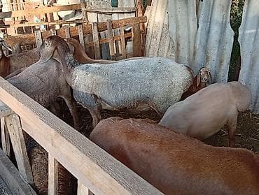 авган бараны: Продаю | Овца (самка) | Для разведения | Матка — 3