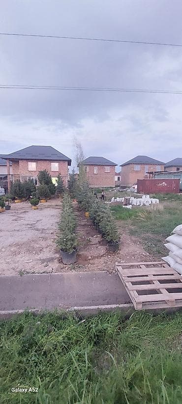 голубая ель саженцы: Саженцы деревьев: Ели, Платная доставка — 3