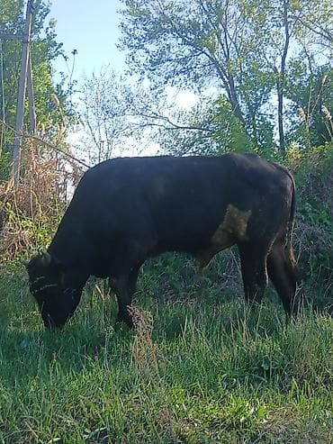 ротвейлер бишкек: Сатам | Бука (эркек) | Бордоп семиртүү үчүн — 2