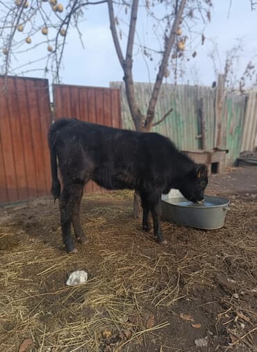 в добрые руки собаку: Продаю | Музоо, торпок — 1