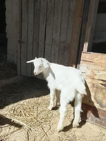 уй кой: Продаю | Коза (самка) | Для молока | Племенные — 8