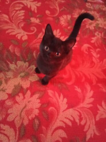 продажа домашних животных: Черный котёнок - Окрас: полностью чёрный, короткая гладкая шерсть с — 1