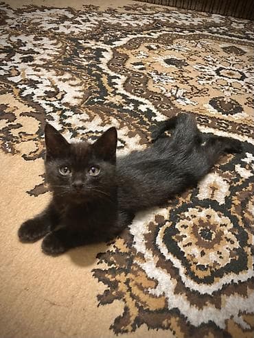 черный котенок: Кошка даром: Беспородная, 3 месяца, Мальчик, Приучена к лотку — 2