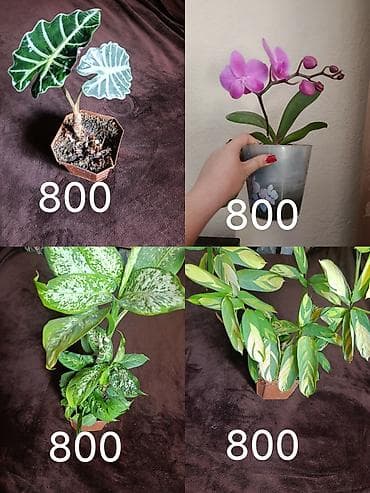 Комнатные растения в горшках/кашпо Ассортимент: - Аллоказия