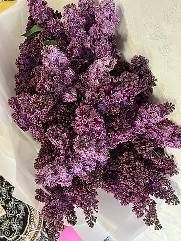 букет сирень: Сиреневый букет из свежесрезанной махровой сирени. - Объёмный — 2