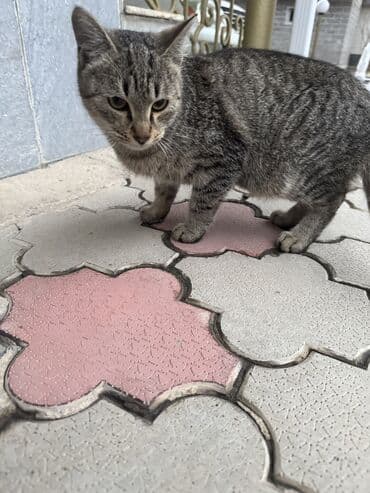 девон рекс бишкек: Эркек — 3