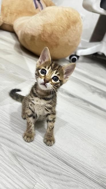 Домашние котята. Отец - бенгал. Мама - абессинка. - Возраст: 1,5 at lalafo.kg Домашние котята. Отец - бенгал. Мама - абессинка. - Возраст: 1,5